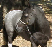 dynoworld2005x.jpg